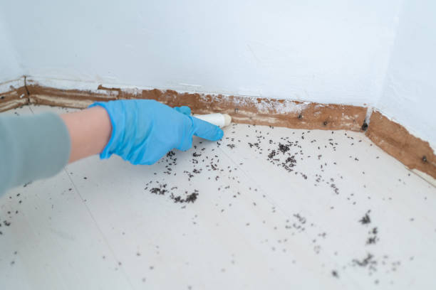 Best Mosquito Control Services  in West Hamburg, PA
